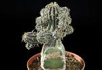 Euphorbia phillipsioides Cm. 7 € 30,00